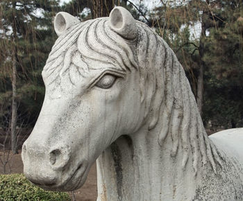 Close-up of a horse