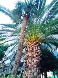 Low angle view of palm trees against sky