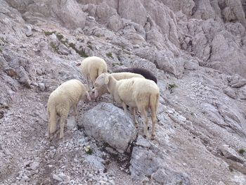 Sheep in farm