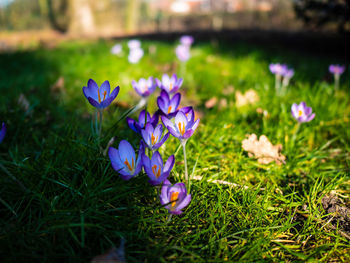 Close-up of purple crocus flowers on field
