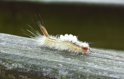 Close-up of insect on leaf