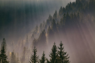 Low angle view of pine trees against sky