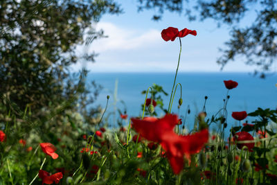 Close-up of red poppy flowers growing on field