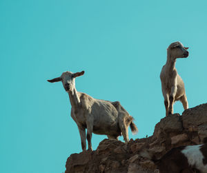 Pair of wild goats in agadir low level with blue sky background 