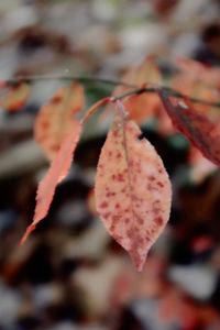 Close-up of autumnal leaves on tree