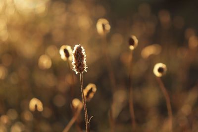 Close-up of flowering plant on field