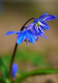 Close-up of purple flowers