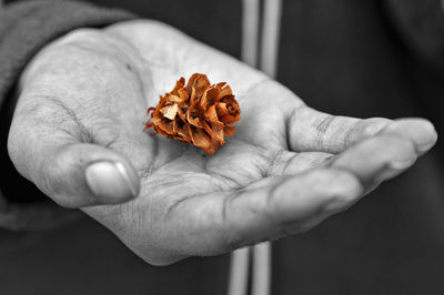 Close-up of hand holding rose flower