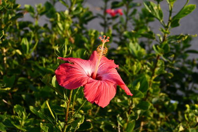 Close-up of red hibiscus flower