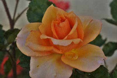 Close-up of rose blooming outdoors