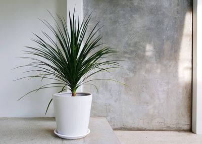 Close-up of potted plant