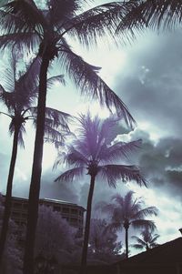 Low angle view of palm trees against sky
