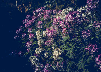 Close-up of pink flowers