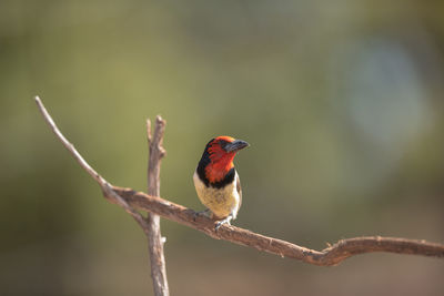 Close-up of bird perching on branch