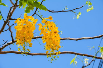 Low angle view of flowering plant against clear blue sky