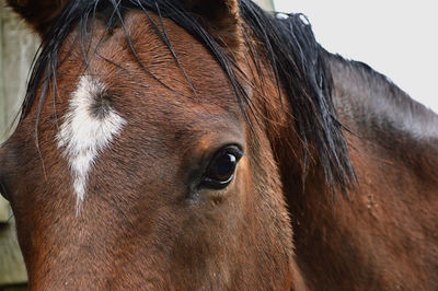 Close-up portrait of brown horse