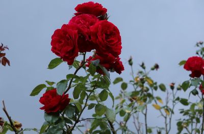 Low angle view of red rose against sky