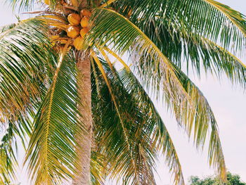 Low angle view of palm tree against sky