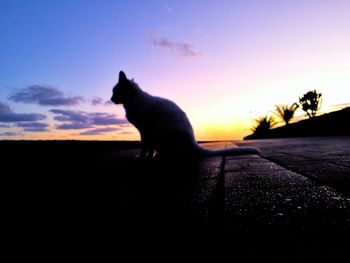 Silhouette of cat sitting against sky during sunset