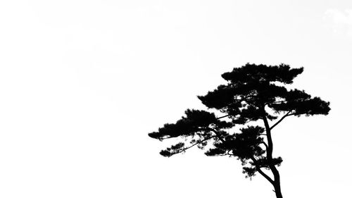 Low angle view of silhouette tree against clear sky