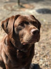 Close-up portrait of dog