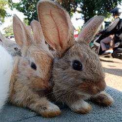 Close-up of a rabbit