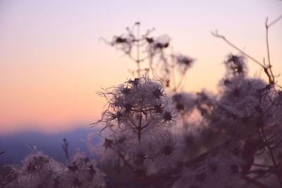 Close-up of plant against sky during sunset