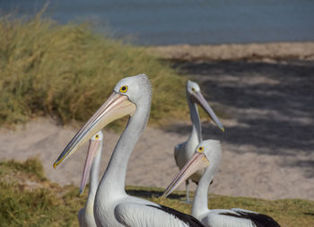 View of pelican on beach