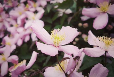 Close-up of pink flowering plant