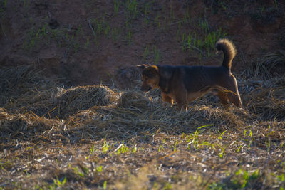 Side view of dog on field