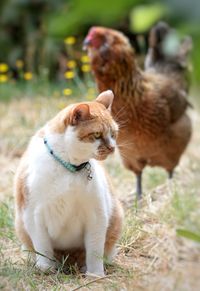 Cat and chicken