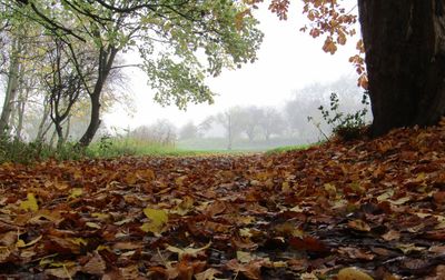 Autumn trees on landscape