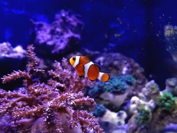 Close-up of fish swimming in sea