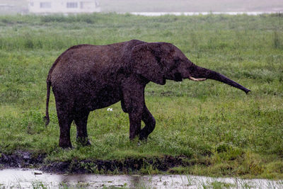 Elephant standing in grass