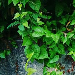 Close-up of fresh green plants
