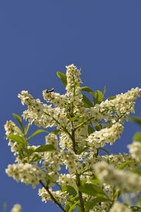 Low angle view of flowering plant against clear blue sky