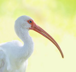 Close-up of a bird