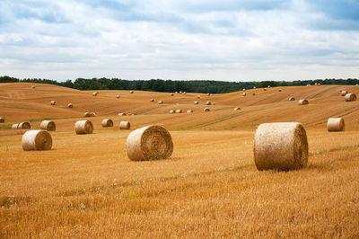 Round straw bales in harvested fields and blue sky with clouds. rural autumn landscape. 