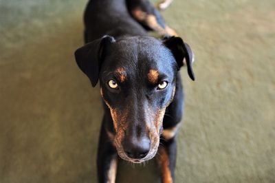 High angle portrait of black dog
