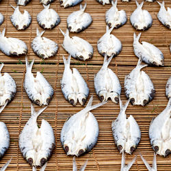 High angle view of white birds