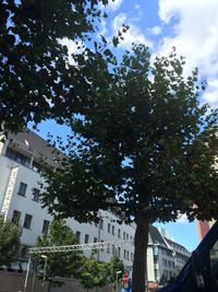 Low angle view of trees in city