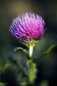 Close-up of purple flowering plant