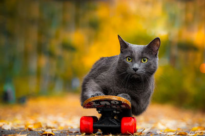 Close-up portrait of a cat