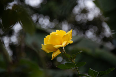 Close-up of yellow rose plant