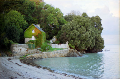 Scenic view of sea by trees against sky