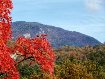 Close-up of red maple tree against sky