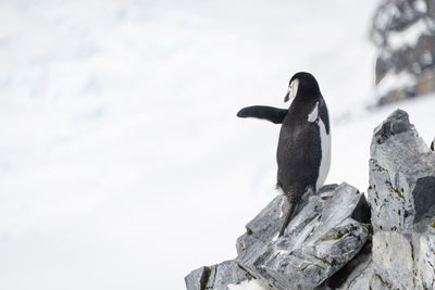 Chinstrap penguin balances on rock looking back