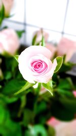 Close-up of pink rose