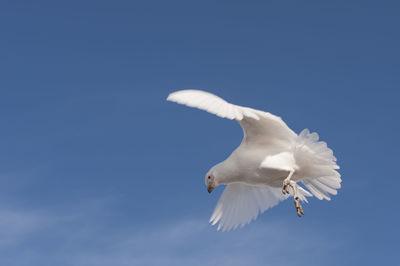 Close-up of bird flying against clear blue sky