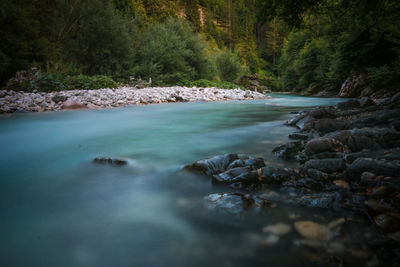 Scenic view of river flowing in forest